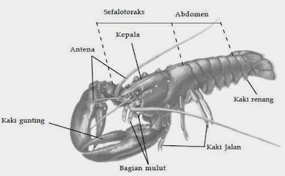 Penjelasan Tentang Filum Arthropoda Biologi Indonesia