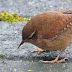 Wren finds food in mossy crevices