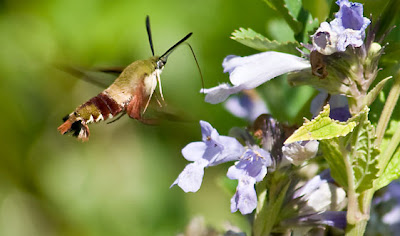 hummingbird moth ontario: Hummingbird moth - quite a