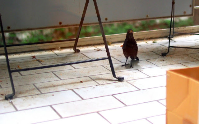 Blackbird B&B caring for a Blackbird