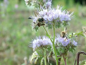 friedensgarten,osnabrück,garten,naturgarten,meinosnabrück,osnabrueck