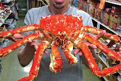  10 Fakta Alaskan King Crab, Kepiting Raksasa yang Harganya Mahal