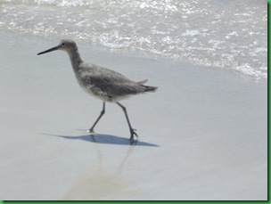 Delnor-Wiggins Beach 032