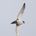 11月6日絵鞆半島の渡り鳥、オオタカが飛びました。