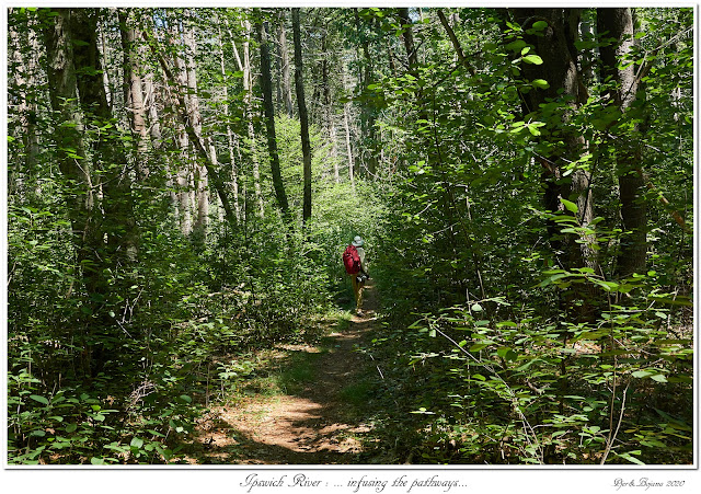 Ipswich River: ... infusing the pathways...