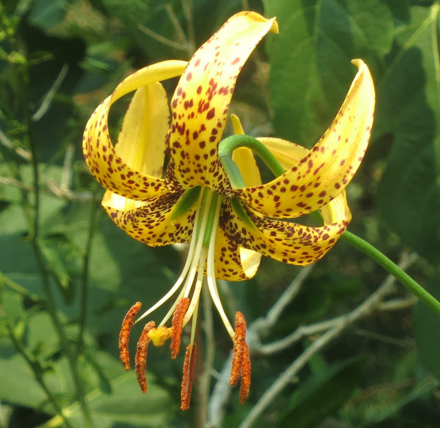 Лилия радужная (Lilium iridollae)