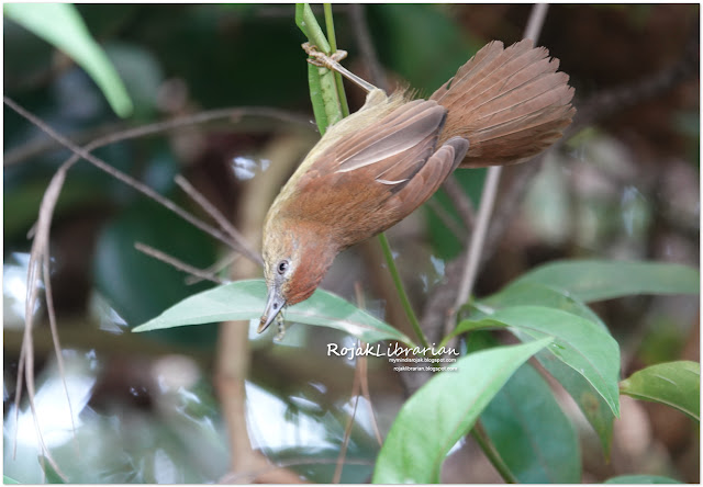 Pin-striped Tit-Babbler