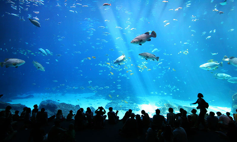 Where Is The Closest Aquarium Near Me - Aquariums LocateD In UniteD States AnD Near Me%2521