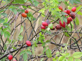 wild rose hips