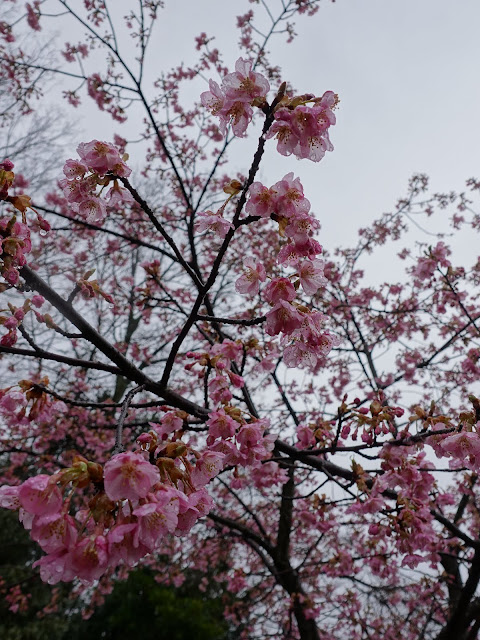 鳥取県西伯郡伯耆町丸山　伯耆町交流の森の河津桜