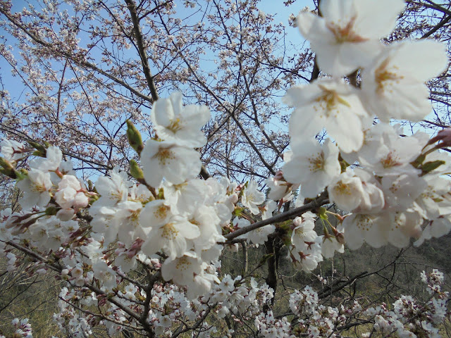 ソメイヨシノ桜も満開でした