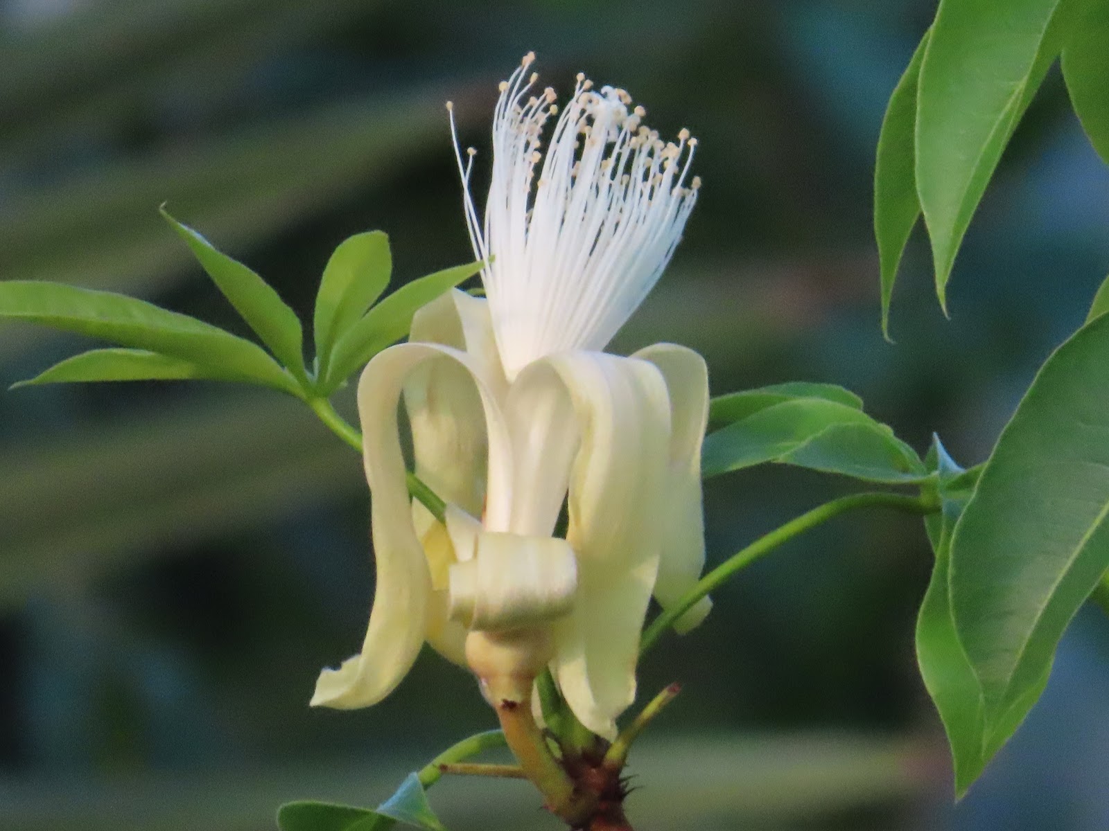 広島市植物公園ブログ 9月