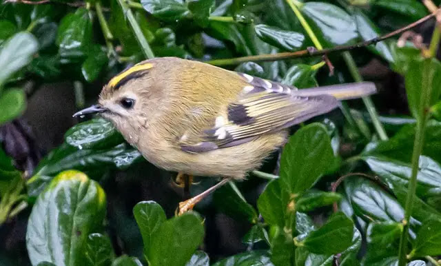 Top 11 smallest birds in the world