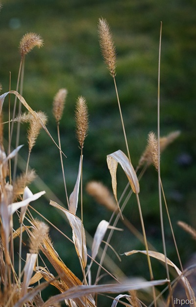 IMG_9931 copy