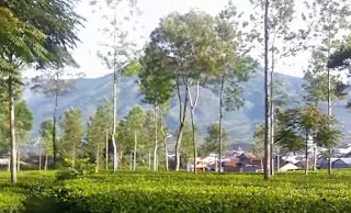 Kebun Teh