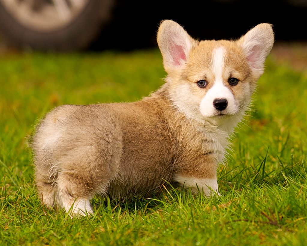 The 30 Cutest Corgi Puppies of All Time - Best Photography ...