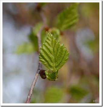 Birkenblatt © H. Brune