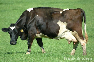 Image of Dairy crow enjoying the green grass.  Grass-fed cows produce the best raw milk for your cat