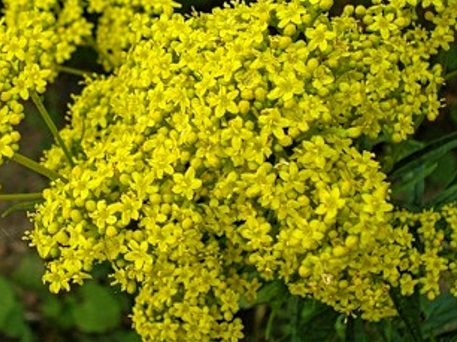 Lovely Wanko Blog 10月9日の誕生花 Lovely Wanko Blog 10月9日の誕生花