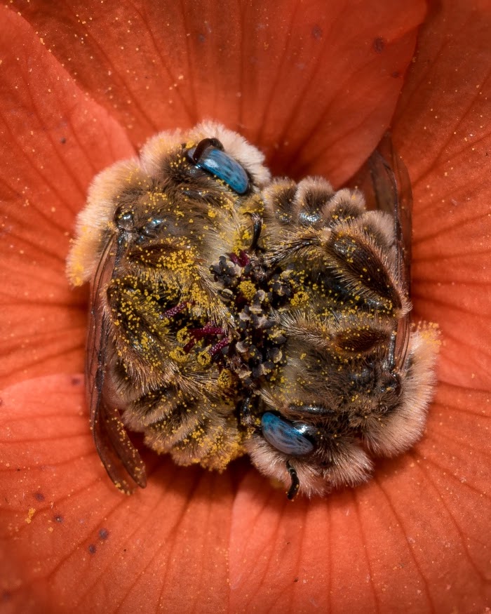 Adorable Pictures Of Bees That Sleep In Flowers