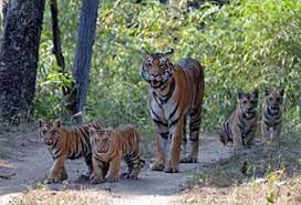 मध्य प्रदेश के सभी 6 नेशनल पार्क एक अक्टूबर से पुन: शुरू होंगे | MP National Park Reopen