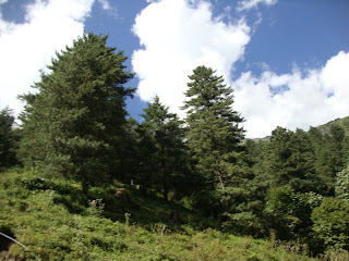 Pinus wallichiana