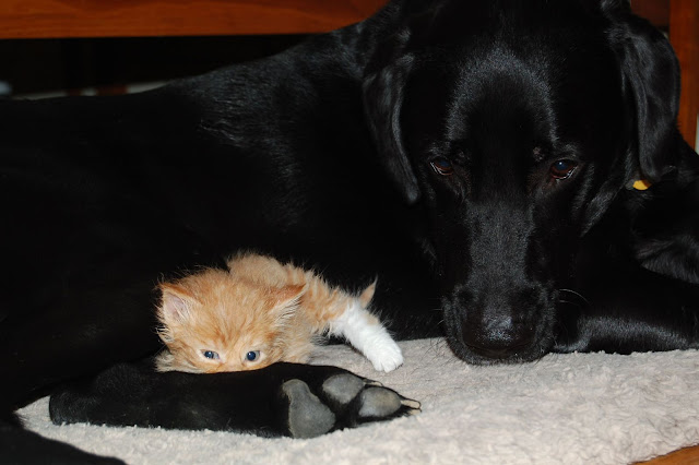 35 pictures of cats and dogs get along, cats and dogs pictures, cats and dogs are friends