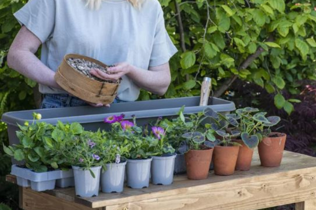 How To Plant a window Box