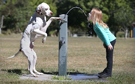 funny animal pictures, dog turns on faucet for little girl