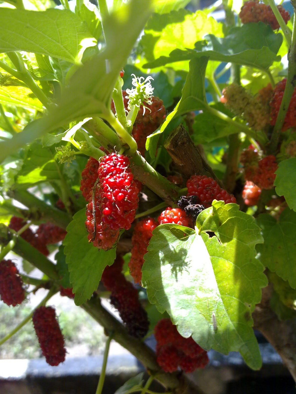 Anita_fauzie: khasiat buah mulbery