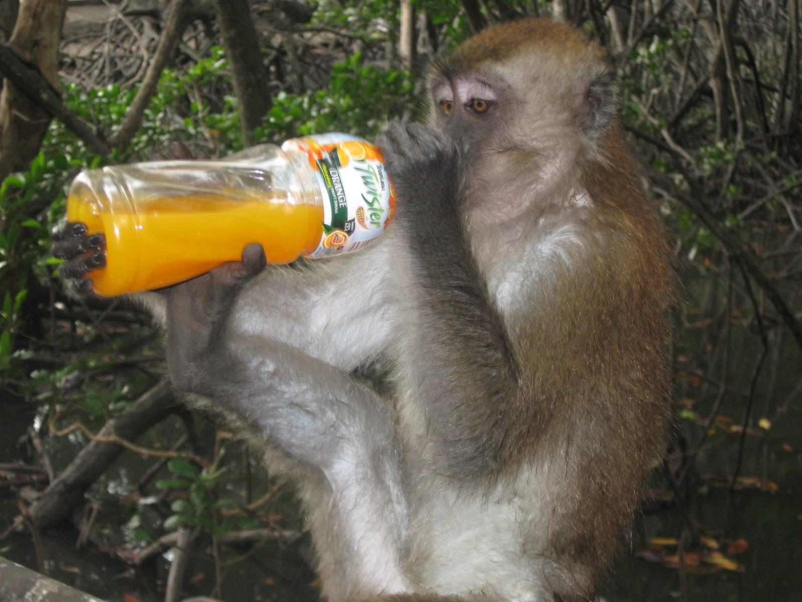 PERJALANAN PULANG: Taman Monyet Manjung