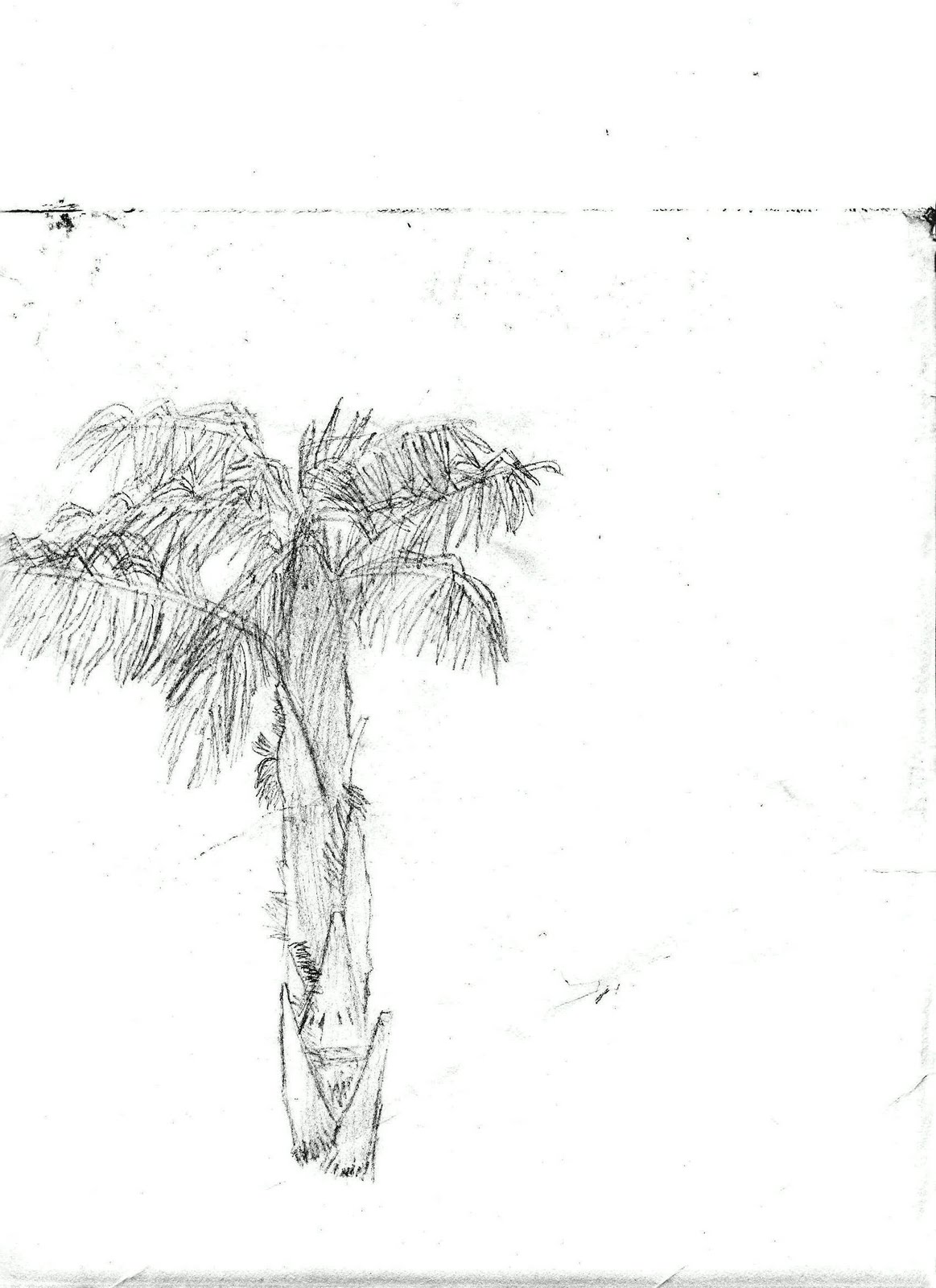 My pic of a palm tree.