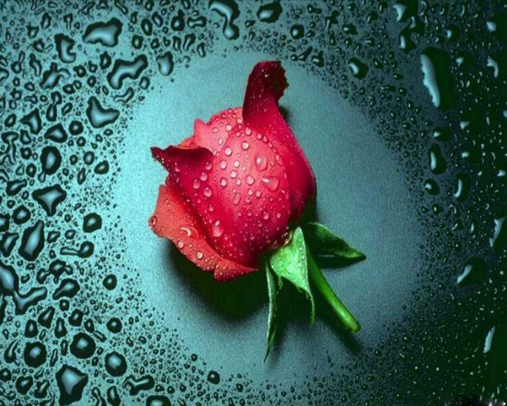 Rose Wallpapers Backgrounds - Download free Rose Rose Wallpapers ...