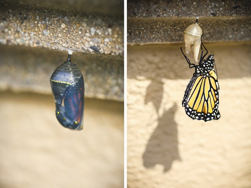 Easter monarch