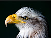 Bird Animal United States Of America Bald Eagle