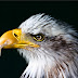 Bird Animal United States Of America Bald Eagle