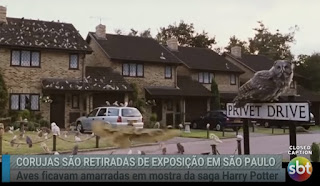 Vídeo: Reportagem do SBT Brasil sobre as corujas resgatadas da exposição 'Casa dos Bruxos' | Ordem da Fênix Brasileira