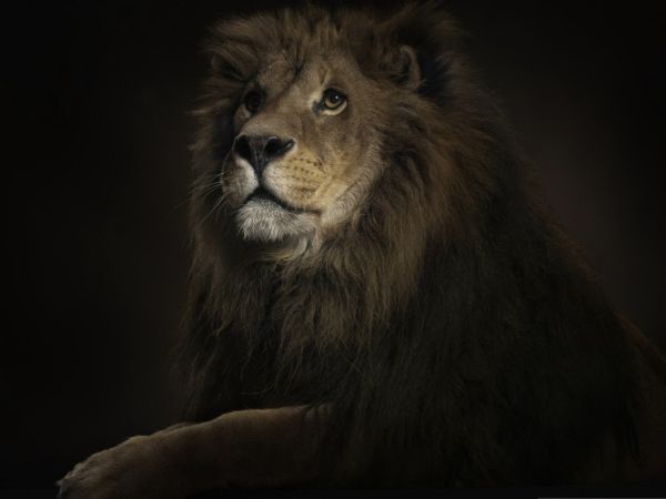 Animals Wallpapers King Of The Jungle African Lion Hd Wallpapers