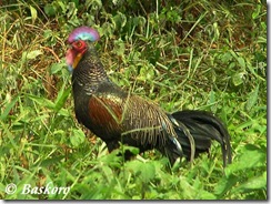 Ayam-hutan-Hijau_Baluran_17