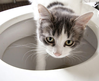 Seven Steps to Toilet Training Your Cat