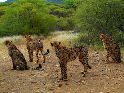 Gepard, cheetah, guépard, gepardo, gepardi, guépard, chita, γατόπαρδος, blettatígur, ghepardo, チーター, сілеусін, guepard, haramcad, guepardo, çita, chita , beo ở phi châu