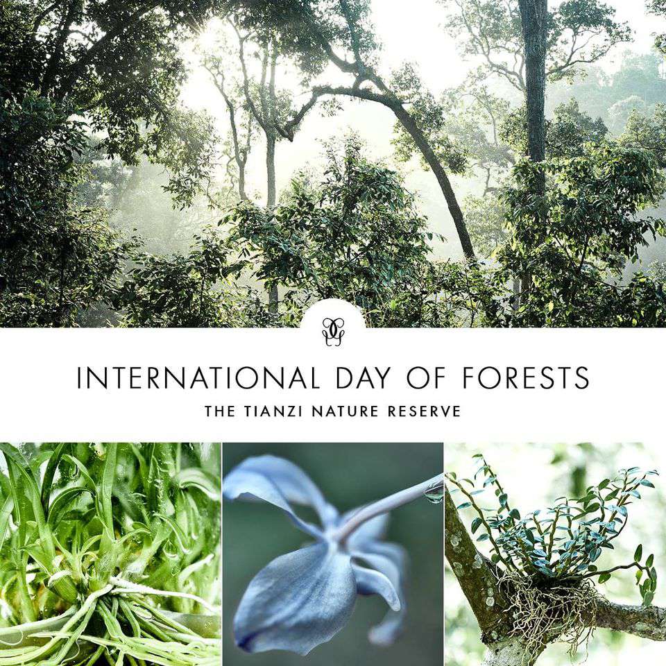 International Day of Forests Wishes for Whatsapp