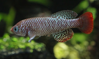 Killifish Nothobranchius Boklundi - cianjur update