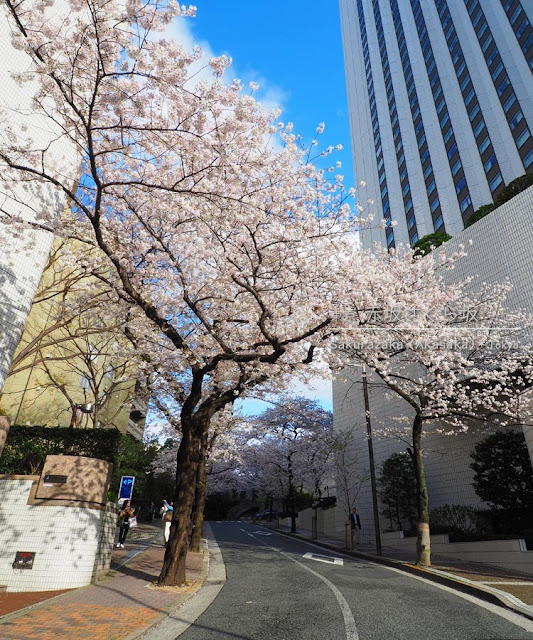 アークヒルズの桜：桜坂