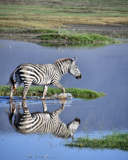 Cratera Ngorongoro Tanzânia