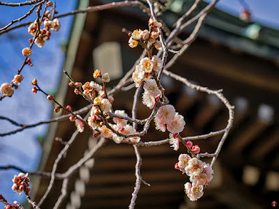 Ume (japanese apricot) flowers: Kaizo-ji