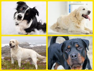 TOP10 raças de cães que possuem habilidades e inteligência incrível (11 fotos)