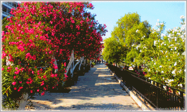 Δάφνες κρηπίδωμα παραλία Χαλκίδας