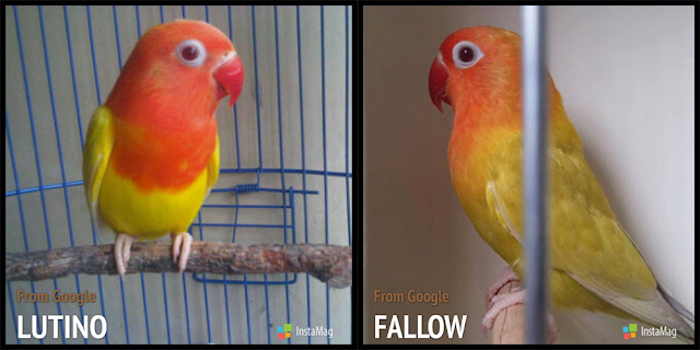 Perbedaan Lovebird Pale Fallow dan Lutino Mata Merah