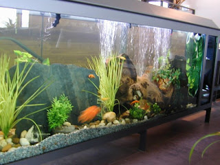 aquarium fish tank design